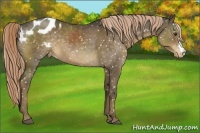 Horse Color:Chocolate Palomino Appaloosa