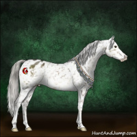 Horse Color:Chocolate Palomino Mushroom Appaloosa