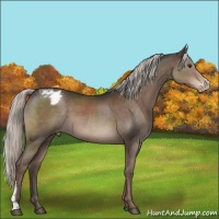 Horse Color:Liver Chestnut Mushroom Appaloosa