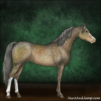 Horse Color:Chocolate Palomino Mushroom Appaloosa 