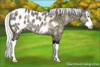 Horse Color:Silver Buckskin Chinchilla Ice Splash Blanket Rabicano