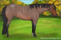 Horse Color:Bay Roan 