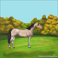Horse Color:Bay Ice Roan