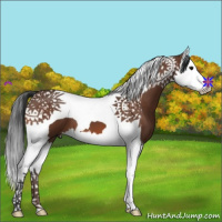 Horse Color:Bay Splash Tobiano
