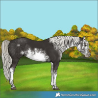 Horse Color:White Spotted Liver Chestnut Rabicano 