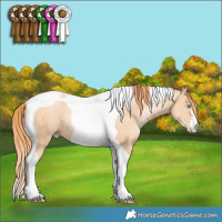 Horse Color:Amber Champagne Pearl Tobiano