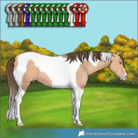 Horse Color:Amber Champagne Tobiano