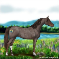 Horse Color:Liver Red Roan 