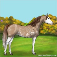 Horse Color:Red Dun Splash  and Red Dun Splash 