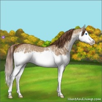 Horse Color:Red Dun Splash and Red Dun Splash