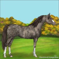 Horse Color:Classic Champagne Ice Dun 