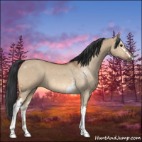 Horse Color:White Spotted Bay Dun 