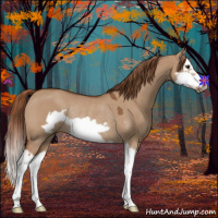 Horse Color:Red Dun Splash Frame Rabicano 
