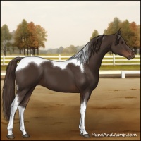 Horse Color:Liver Chestnut Sabino Tobiano 