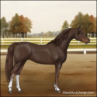 Horse Color:Liver Chestnut Sabino 