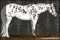Horse Color:Buckskin Splash Leopard 