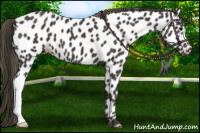 Horse Color:Smoky Black Appaloosa 