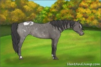 Horse Color:Grullo Sabino Varnish 