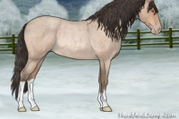 Horse Color:Amber Champagne Roan Rabicano 