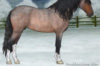 Horse Color:Brown Roan Rabicano 