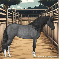 Horse Color:Blue Roan Rabicano