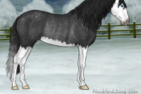 Horse Color:Gray Blue Roan Splash Appaloosa Rabicano 