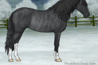 Horse Color:Blue Roan Rabicano 