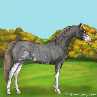 Horse Color:Liver Red Roan Sabino