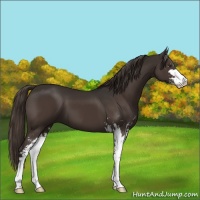 Horse Color:Liver Chestnut Sabino