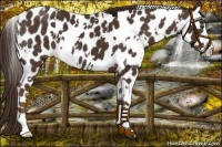 Horse Color:White Spotted Liver Chestnut Leopard 