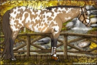 Horse Color:Buckskin Near Leopard 