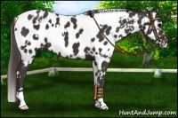 Horse Color:White Spotted Smoky Black Appaloosa 