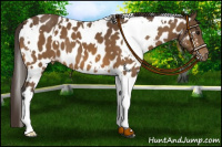 Horse Color:White Spotted Buckskin Appaloosa 