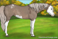 Horse Color:Silver Grullo Splash Appaloosa 
