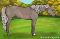 Horse Color:Silver Grullo 