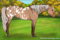Horse Color:Silver Brown Dun Appaloosa 