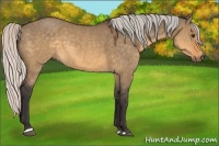 Horse Color:Silver Buckskin Dun Sabino Rabicano 
