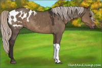 Horse Color:Gray Silver Grullo Appaloosa 