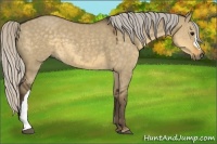 Horse Color:Silver Smoky Grullo 