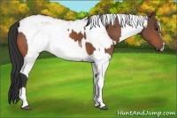 Horse Color:Bay  and White Spotted Bay 