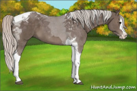 Horse Color:Silver Black Splash Tobiano 