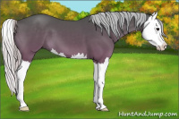 Horse Color:Silver Black Splash 