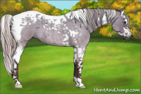 Horse Color:Gray Silver Grullo Roan Splash Tobiano 