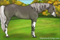 Horse Color:Silver Black Splash 