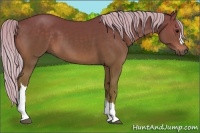 Horse Color:Silver Black