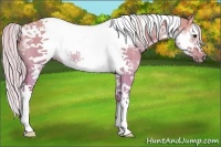 Horse Color:Silver Bay Dun Sabino Splash Tobiano Frame Rabicano 