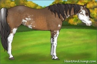 Horse Color:Buckskin Sabino 