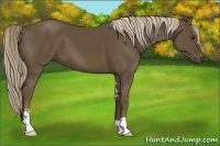 Horse Color:Chocolate Palomino Sabino 