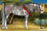 Horse Color:Silver Grullo Sabino Splash Rabicano and White Spotted Grullo Splash Rabicano