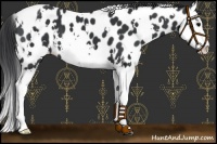Horse Color:White Spotted Black Splash Appaloosa